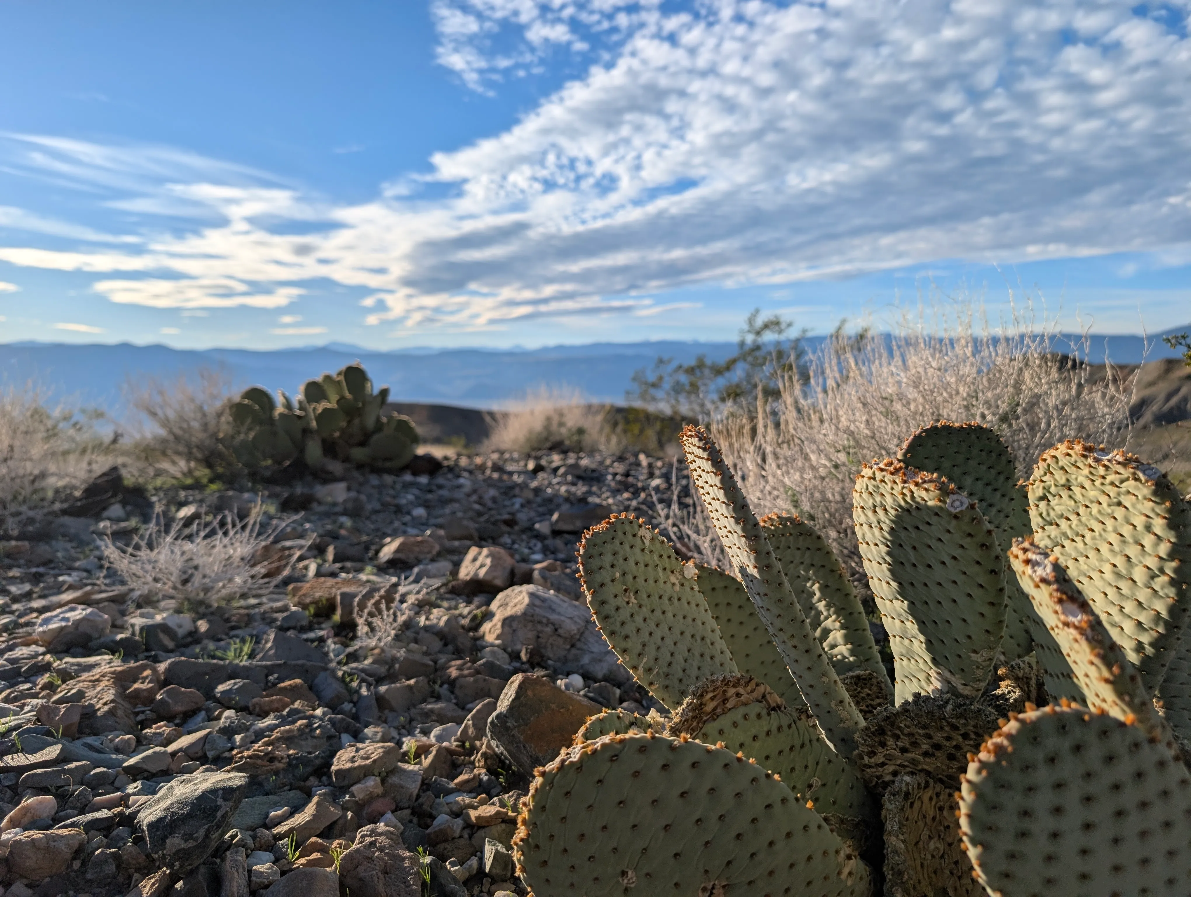 Desert cactus landscape representing natural resilience